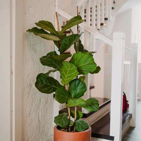 酒店 Portakal Cicegi